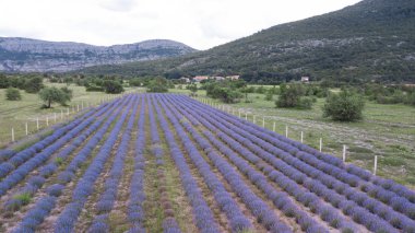 Çiçek açan lavanta çiçeği alan büyüyen havadan görünümü. Ağır çekim. Bosna ve Herzegovin