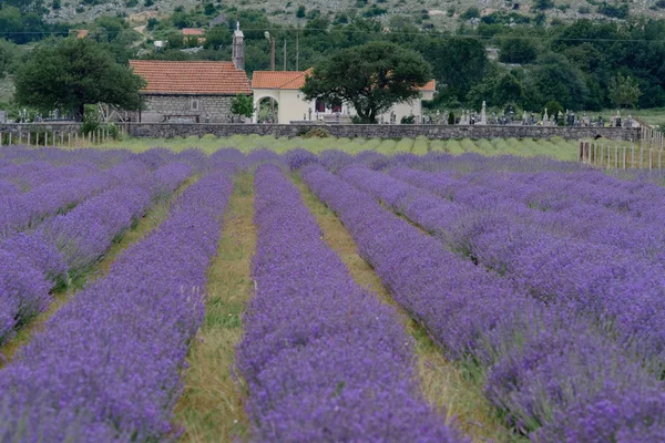 Growing Blooming Lavender Flower Field Closeup Slow Motio — Stock Photo, Image