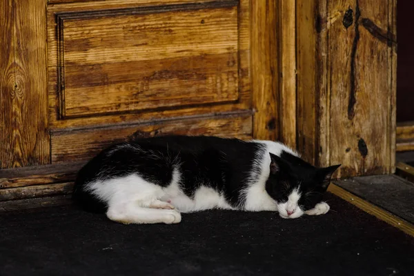 Fekete Fehér Macska Alszik Egy Fából Készült Ajtó Mellé Utcán — Stock Fotó