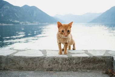 Dağlar ve deniz arka plan üzerinde kırmızı kedi Close-up