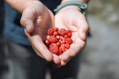 Yabani çilek ve ahududu çocuklar elinde yakın çekim. Sağlıklı kavramı