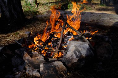 Ormandaki şenlik ateşi. Aile tatil, kamp ya da piknik