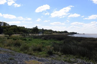 okyanusun yarı vahşi kıyısı, parkta çim ile büyümüş