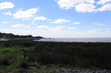 okyanusun kıyısında sazlık