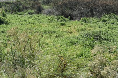 arka plan, ağaçlar Bush'larda