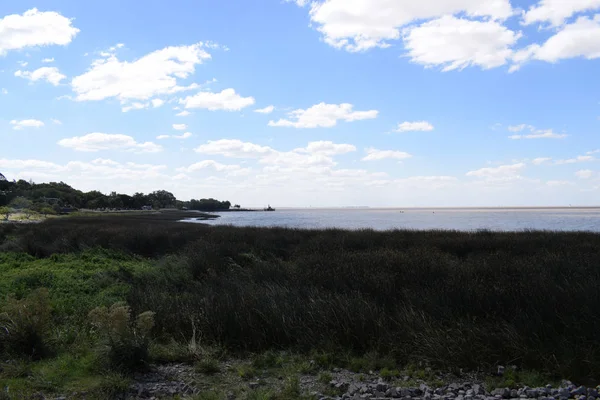 okyanusun kıyısında sazlık