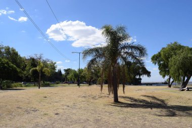 bir yaz gününde parkta bir palmiye ağacı