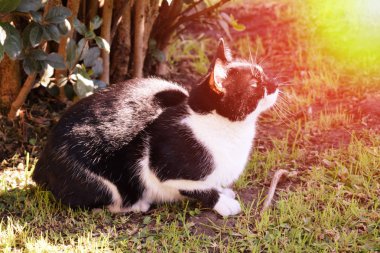 siyah ve beyaz kürklü kedi güneşte park açık havada bir yaz sabahı aittir