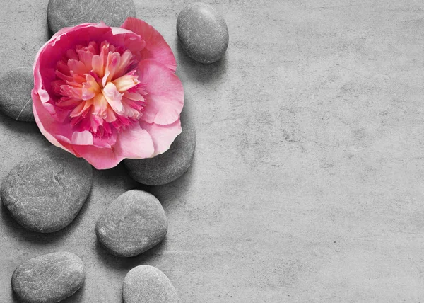 Fiore e pietra zen spa su sfondo grigio — Foto Stock