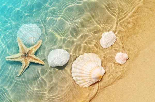 Sjöstjärnor Och Seashell Sommaren Stranden Havsvatten Sommaren Bakgrund Sommartid — Stockfoto