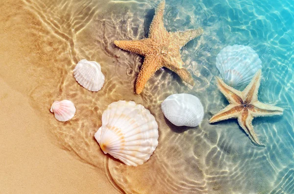 Seesterne Und Muscheln Sommerstrand Meerwasser Sommer Hintergrund Sommerzeit — Stockfoto