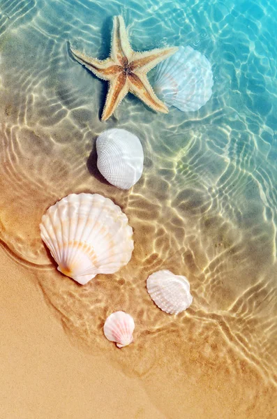 Starfish Concha Praia Verão Água Mar Fundo Verão Hora Verão — Fotografia de Stock