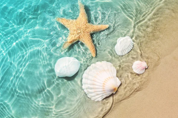 Zeester Zeeschelp Het Strand Van Zomer Zeewater Zomer Achtergrond Zomertijd — Stockfoto