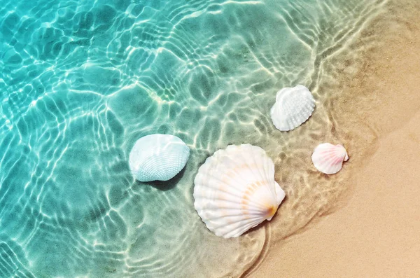 Starfish and seashell on the summer beach in sea water. — Stock Photo, Image