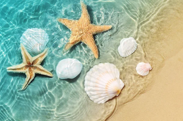 Tengeri Csillag Nyári Strand Tenger Vizében Kagyló Nyári Háttér Nyári — Stock Fotó