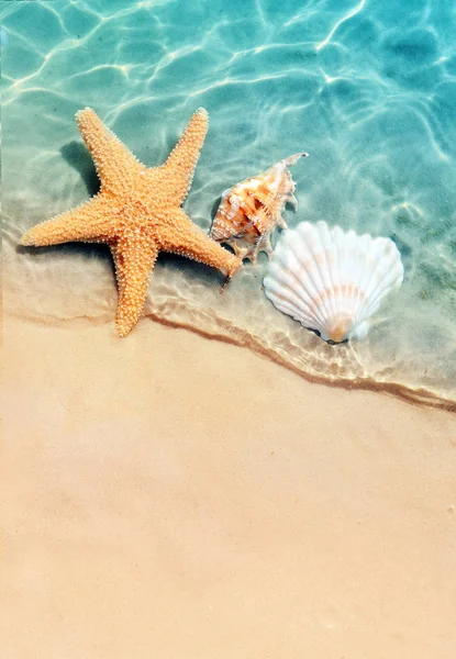 Starfish Concha Praia Verão Água Mar Fundo Verão Hora Verão — Fotografia de Stock