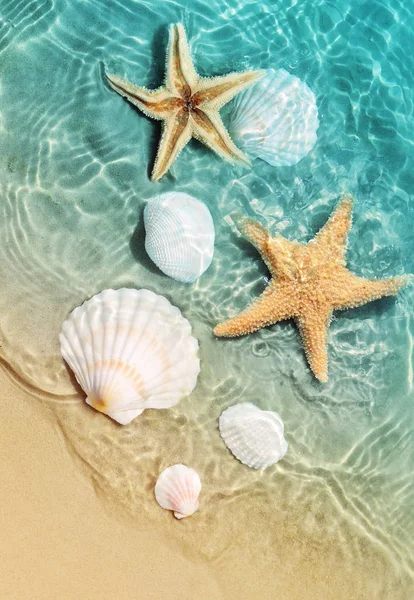 Seesterne Und Muscheln Sommerstrand Meerwasser Sommer Hintergrund Sommerzeit — Stockfoto