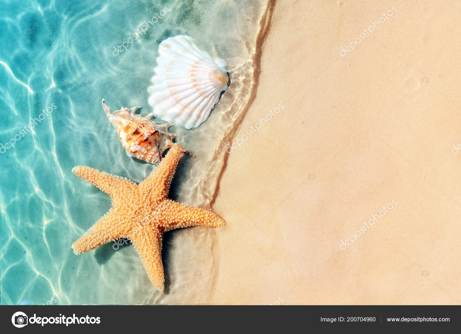 海星和贝壳在夏日沙滩上海水中夏天的背景夏季时间 图库照片 C Catwoman10