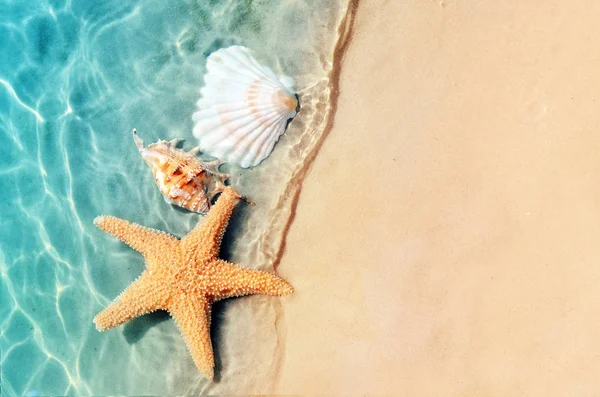 Starfish Concha Praia Verão Água Mar Fundo Verão Hora Verão — Fotografia de Stock