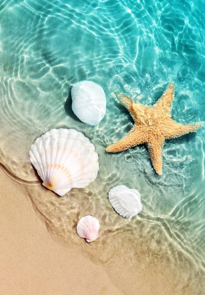 ヒトデや海の水で夏のビーチの貝殻 夏の背景 夏の時間 — ストック写真