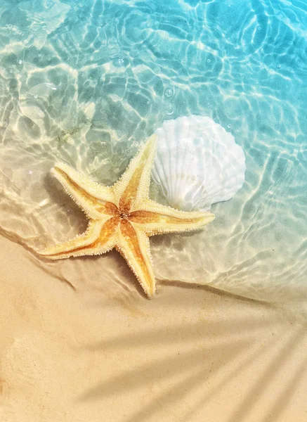 Deniz yıldızı ve deniz suyu yaz sahilde deniz kabuğu. Yaz arka plan. Yaz saati.