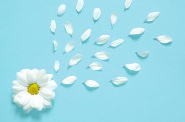 Bahar ya da yaz kopya alanı metin için arka plan. Chamomiles beyaz çiçek sarı kalp ve yaprakları ile. Üstten Görünüm. Düz yatıyordu.