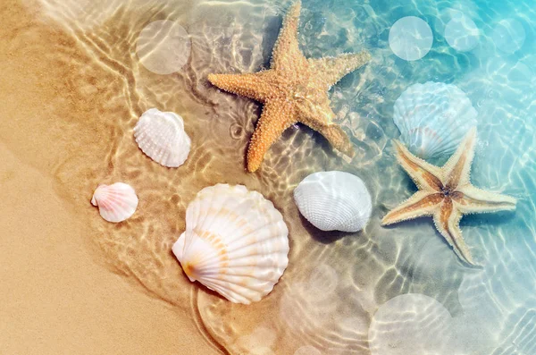ヒトデや海の水で夏のビーチの貝殻 夏の背景 夏の時間 — ストック写真