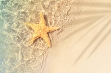 Deniz yıldızı, yaz sahillerinde, deniz suyunda. Yaz dönemi. Yaz zamanı..