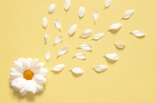 Fondo Primavera Verano Con Espacio Copia Para Texto Chamomiles Flor — Foto de Stock