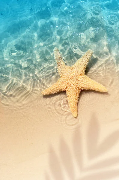 Estrella Mar Playa Verano Agua Mar Fondo Verano Hora Verano — Foto de Stock
