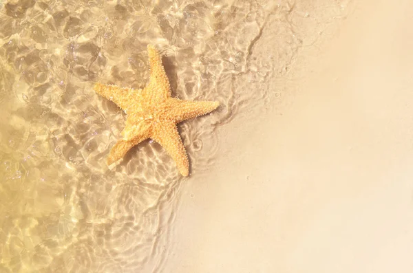 海の水で夏のビーチでヒトデ 夏の背景 夏時間 — ストック写真