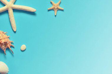 Tropikal arka plan. Deniz yıldızı ve mavi zemin üzerine deniz kabuğu. Seyahat.