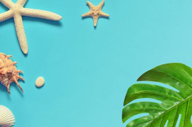 Tropikal arka plan. Palmiye ağaçları dalları deniz yıldızı ve deniz kabuğu üzerinde mavi arka plan ile. Seyahat.