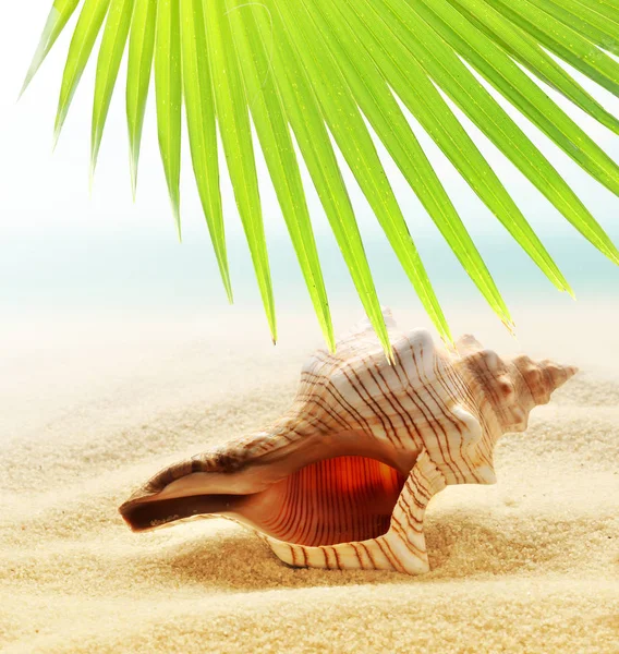 砂浜のビーチやヤシの葉の貝殻 — ストック写真