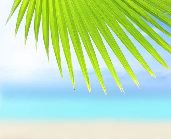 Kumlu plaj ve palmiye yaprağı — Stok fotoğraf