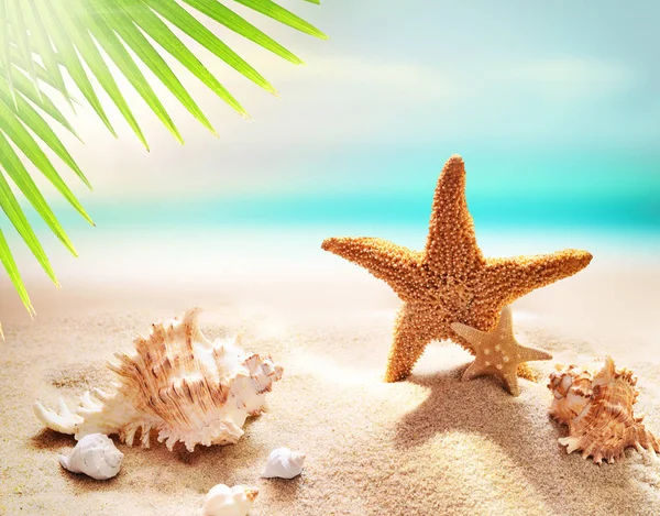 Denizyıldızı okyanus arka plan, kumlu plaj ve palmiye yaprağı üzerinde