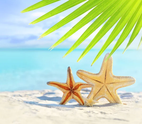 Família Starfish Praia Arenosa Folha Palma Fundo Oceano — Fotografia de Stock
