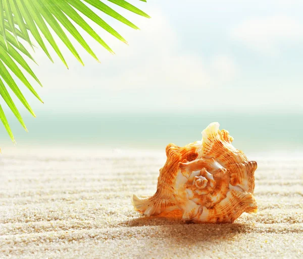 Zeeschelp Het Zanderige Strand Palm Blad Oceaan Achtergrond — Stockfoto