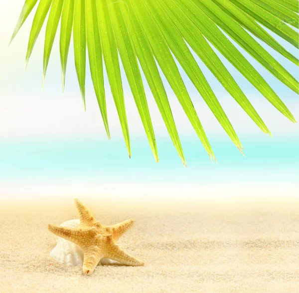 Sjöstjärna Sandstranden Och Palm Leaf Ocean Bakgrund — Stockfoto