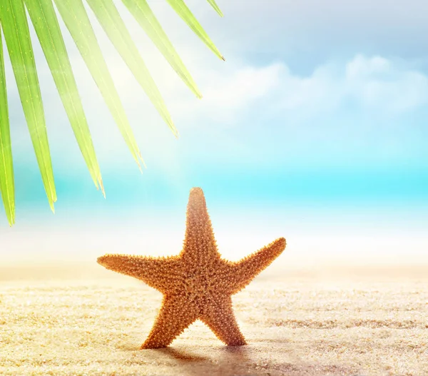 Rozgwiazda Piaszczystej Plaży Palm Liść Tle Ocean — Zdjęcie stockowe