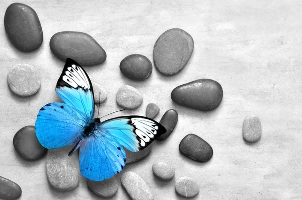 Голубая бабочка на каменном сером фоне . — стоковое фото