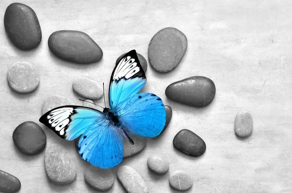 Mariposa azul sobre fondo gris piedra spa . — Foto de Stock