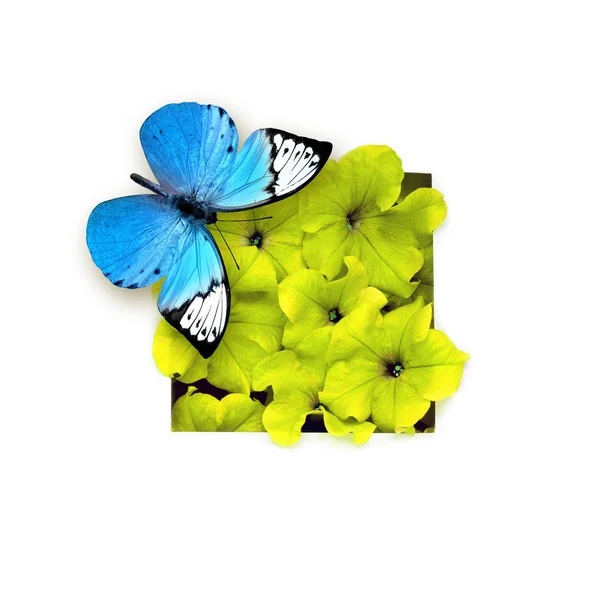 Mariposa azul y flor aisladas sobre fondo blanco. Hermoso insecto . — Foto de Stock