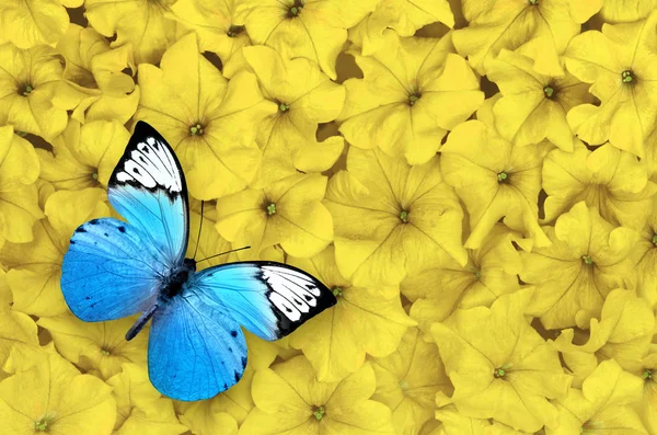 Niebieski motyl na białym tle na żółtym tle. Owad piękny. — Zdjęcie stockowe