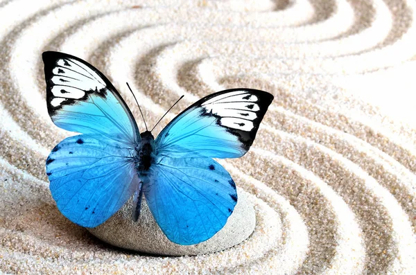 Piasek, niebieski motyl i kamień kurort w ogrodzie zen — Zdjęcie stockowe