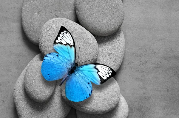 Wellness Konzept Mit Schmetterling Und Zen Steinen Ansicht Von Oben — Stockfoto
