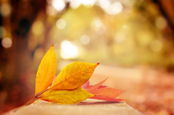 Autumn Background Leaves Fall — Stock Photo, Image