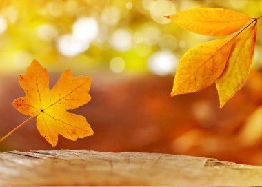 Sonbahar yaprakları ile arka plan. Sonbahar