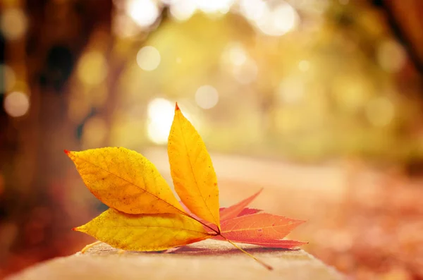 Autumn Background Leaves Fall — Stock Photo, Image