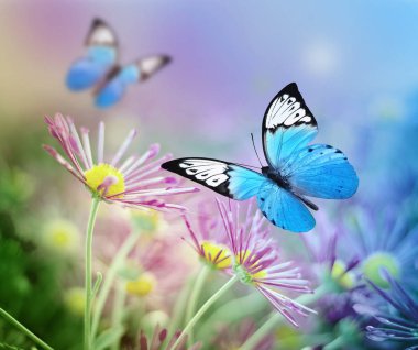 Güzel mavi kelebek ve pembe çiçekler. Yaz ve bahar arka plan